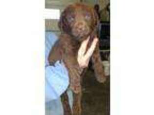Chesapeake Bay Retriever Puppy for sale in Conrath, WI, USA