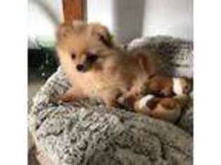 Pomeranian Puppy for sale in Deer River, MN, USA