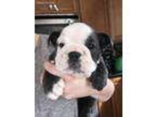 Bulldog Puppy for sale in Lexington Park, MD, USA