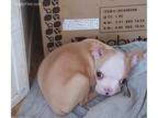 Boston Terrier Puppy for sale in Aiken, SC, USA