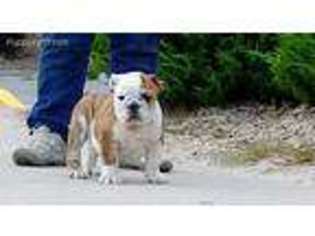 Bulldog Puppy for sale in Greenville, MI, USA