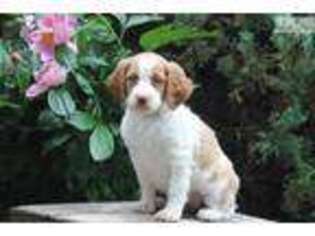 Brittany Puppy for sale in Lancaster, PA, USA