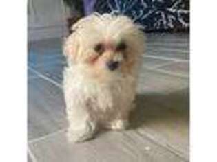 Maltese Puppy for sale in Hamilton, OH, USA