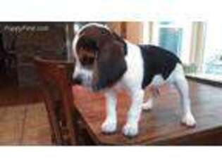Beagle Puppy for sale in Poughquag, NY, USA