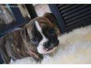Bulldog Puppy for sale in Pinole, CA, USA