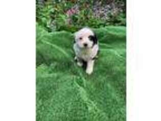 Miniature Australian Shepherd Puppy for sale in Dade City, FL, USA