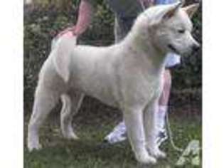 Akita Puppy for sale in ELGIN, TX, USA
