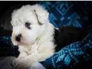 Old English Sheepdog Puppy for sale in Ames, IA, USA