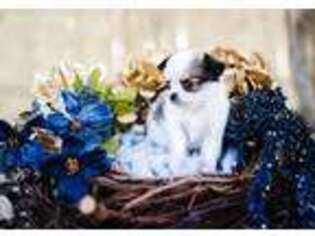 Chihuahua Puppy for sale in Spicewood, TX, USA