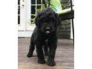 Goldendoodle Puppy for sale in Westminster, MA, USA
