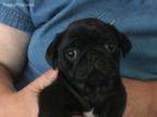 Pug Puppy for sale in Newark, TX, USA