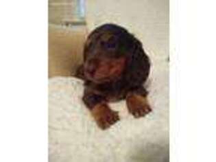 Dachshund Puppy for sale in Loganville, GA, USA