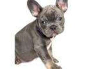 French Bulldog Puppy for sale in Wildomar, CA, USA