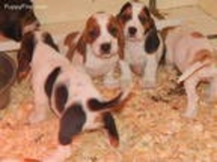 Basset Hound Puppy for sale in Millbury, MA, USA