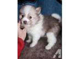 Pomeranian Puppy for sale in BENTONVILLE, AR, USA