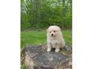 Pomeranian Puppy for sale in Mifflinburg, PA, USA