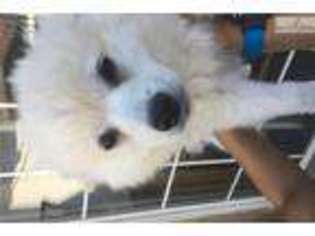 American Eskimo Dog Puppy for sale in Los Angeles, CA, USA