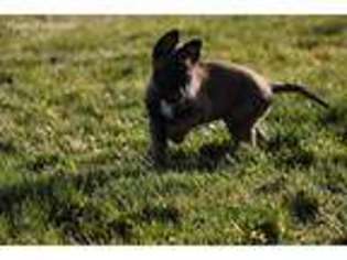 Belgian Malinois Puppy for sale in Quincy, WA, USA