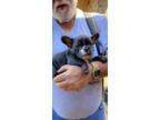 French Bulldog Puppy for sale in Pulaski, MS, USA