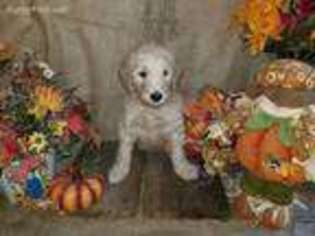 Goldendoodle Puppy for sale in Elizabethton, TN, USA