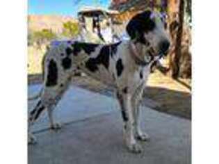 Great Dane Puppy for sale in Anaheim, CA, USA