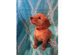 Golden Retriever Puppy for sale in Seminole, FL, USA