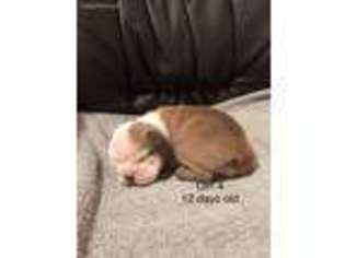 Bulldog Puppy for sale in Carrollton, OH, USA