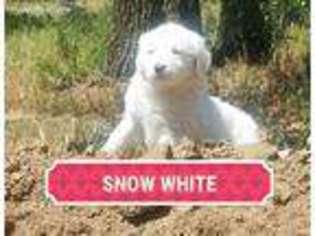 Great Pyrenees Puppy for sale in Weatherford, TX, USA