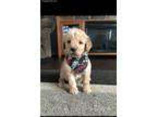 Goldendoodle Puppy for sale in Deer River, MN, USA