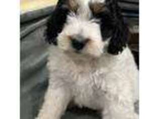 Mutt Puppy for sale in Longmont, CO, USA