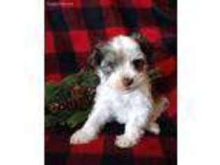 Mutt Puppy for sale in Long Prairie, MN, USA