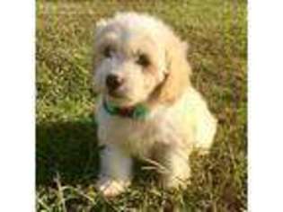 Cavapoo Puppy for sale in Saint James, MO, USA