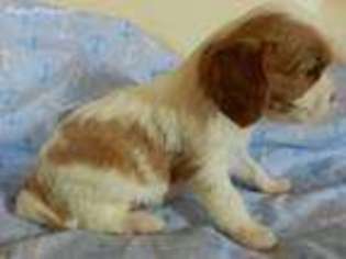 Cavalier King Charles Spaniel Puppy for sale in Scottville, MI, USA