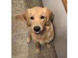 Golden Retriever Puppy for sale in Havelock, NC, USA