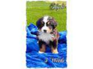 Bernese Mountain Dog Puppy for sale in Belle Center, OH, USA