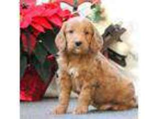 Goldendoodle Puppy for sale in Gordonville, PA, USA