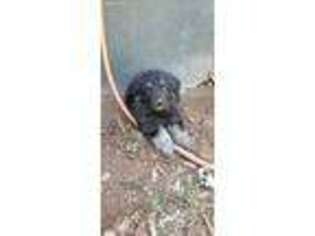 German Shepherd Dog Puppy for sale in Huachuca City, AZ, USA