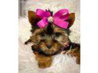 Yorkshire Terrier Puppy for sale in New Albany, MS, USA