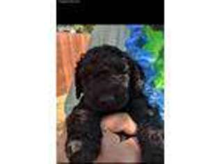 Labradoodle Puppy for sale in Derby, KS, USA