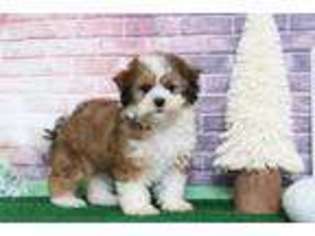 Mutt Puppy for sale in Unknown, , USA