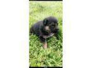 German Shepherd Dog Puppy for sale in Livermore, CA, USA