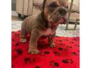 Bulldog Puppy for sale in West Frankfort, IL, USA