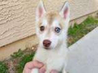 Siberian Husky Puppy for sale in Peoria, AZ, USA
