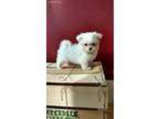 Maltese Puppy for sale in Peru, IN, USA