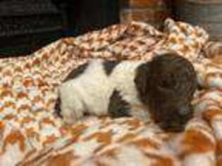 Mutt Puppy for sale in Henrietta, TX, USA