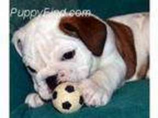 Bulldog Puppy for sale in Springfield, MA, USA
