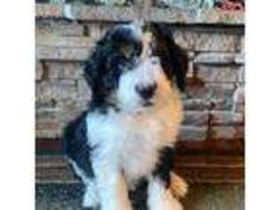 Mutt Puppy for sale in Auburn, NE, USA