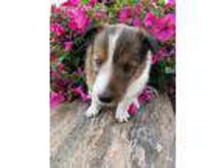 Shetland Sheepdog Puppy for sale in South Whitley, IN, USA