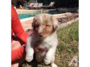 Australian Shepherd Puppy for sale in OAKLAND, FL, USA