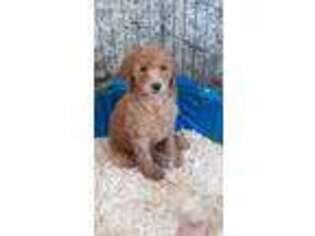 Mutt Puppy for sale in Glenville, MN, USA